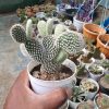 Opuntia Microdasys Cactus
