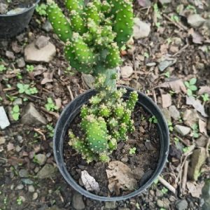 Opuntia Tuna Monstrosa