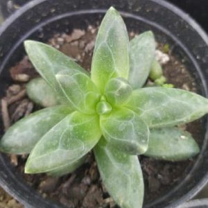 Pachyphytum Compactum