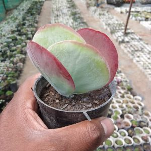 Flapjack Paddle Plant (Kalanchoe thyrsiflora)