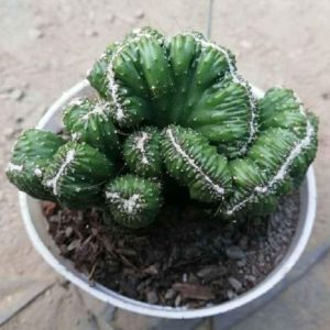 Peruvian Apple Cactus