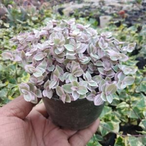 Pink Panther (Callisia Repens Variegated)