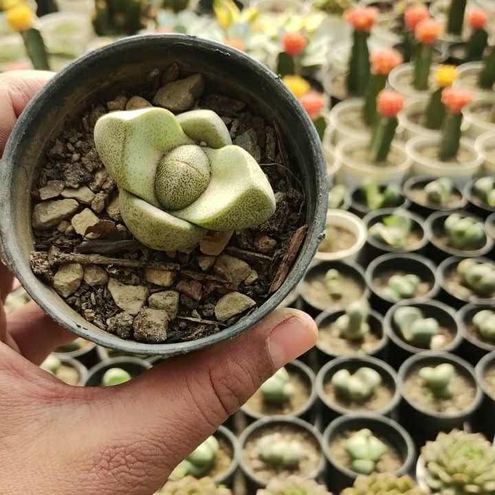 Pleiospilos Nelii 230