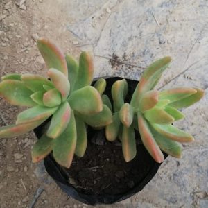 Sedum Adolphii