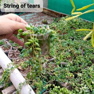 String of Tears