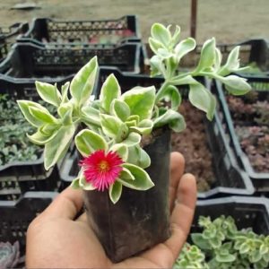 Variegated Baby Sunrose