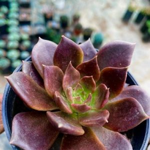 Vishnukamal - Black Prince