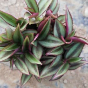 Wandering Jew