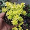 Sedum Adolphi (Golden Sedum)