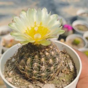 Coryphantha Echinoidea
