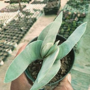 Crassula Falcata (Propeller Plant)