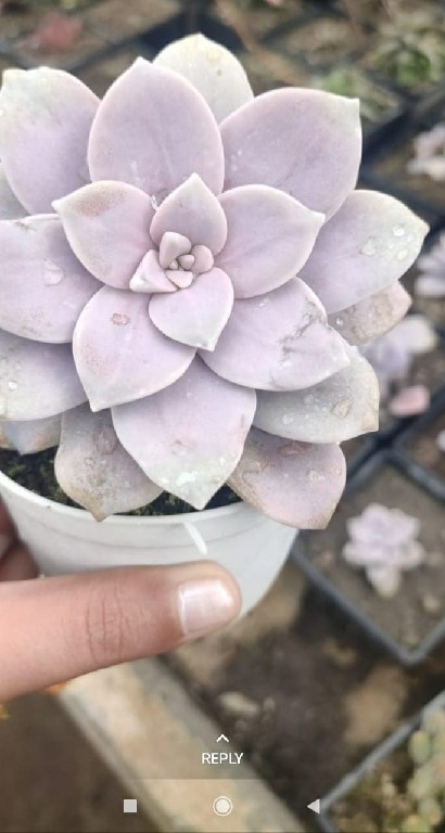 Purple Graptopetalum Superbum 210 2~1