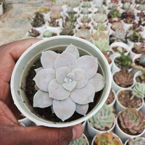 Graptopetalum Superbum