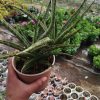 Sansevieria Fernwood Mikado