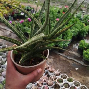 Sansevieria Fernwood Mikado