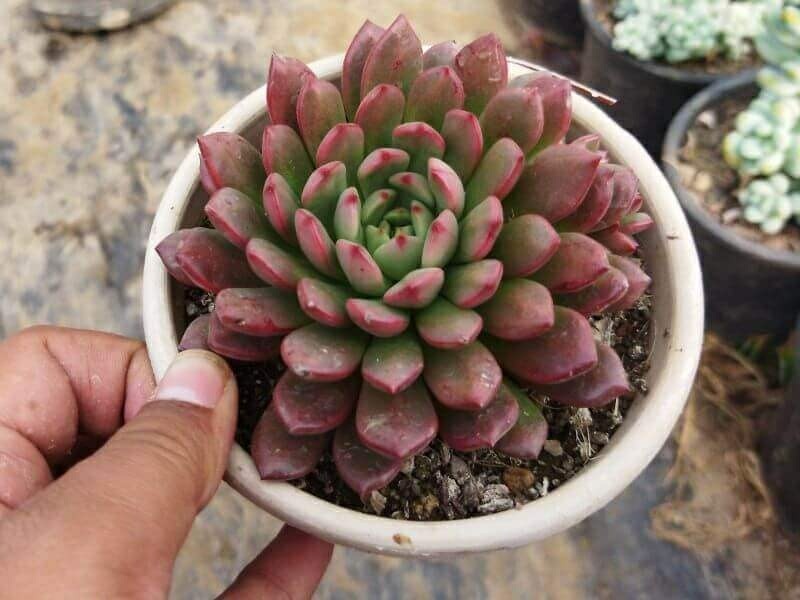 Sedeveria Pink Ruby 220 2