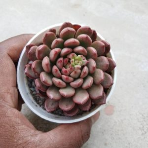 Sedeveria Pink Ruby