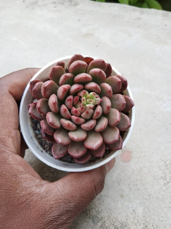Sedeveria Pink Ruby 220