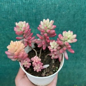 Sedum Rubrotinctum 'Aurora'