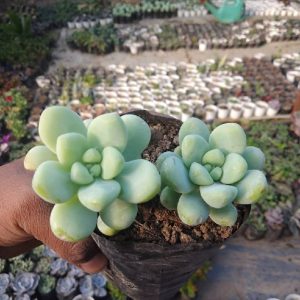 Sedum Clavatum