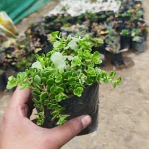 Sedum Makinoi (Stonecrop)