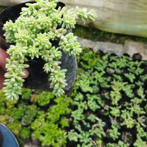 Sedum Pallidum var. Bithynicum (Turkish sedum)