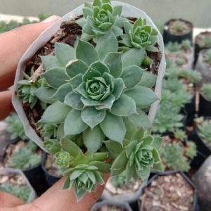 Sempervivum 'Green Wheel'