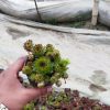Sempervivum Jovibarba