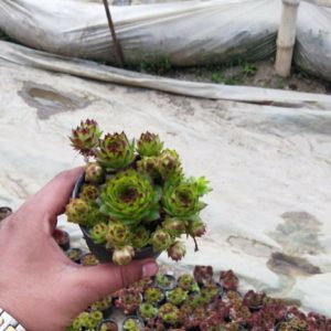 Sempervivum Jovibarba