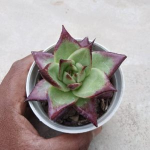 Sempervivum 'Ruby Heart'