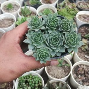 Sempervivum Tectorum