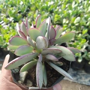 Senecio Crassiflorus