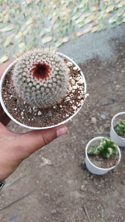 Silver ball cactus 210