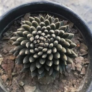 Sinocrassula Yunnanensis (Chinese Jade)