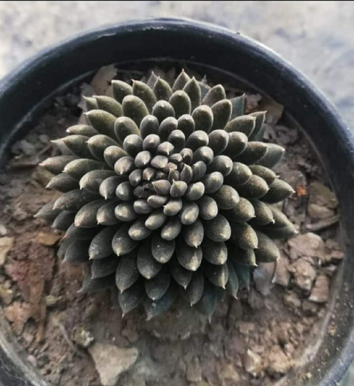 Sinocrassula yunnanensis- “Chinese Jade” 200~1