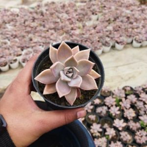 Variegated Ghost Plant