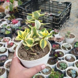 Variegated Jade Plant (Yellow)