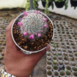 Variegated Mammillaria Hahniana