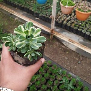 Aeonium Haworthia Variegata