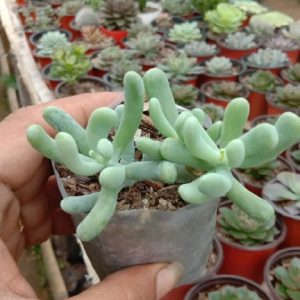 Sedum Allantoides