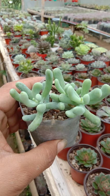 sedum allantoides 165