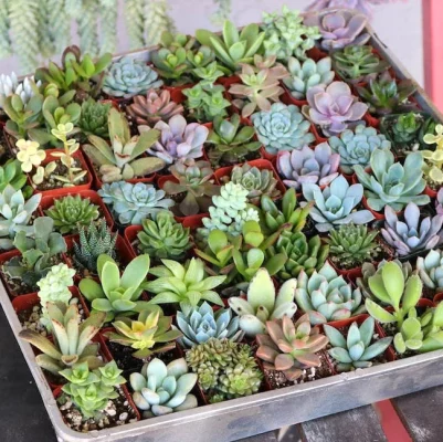 Succulents