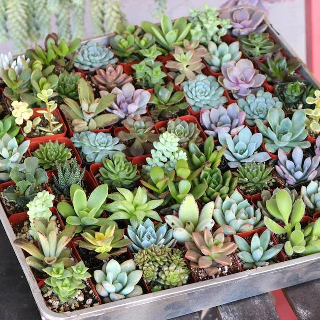 Succulents