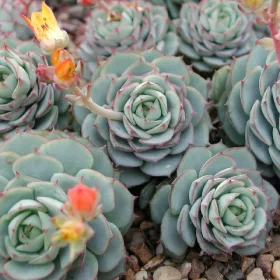 Echeveria