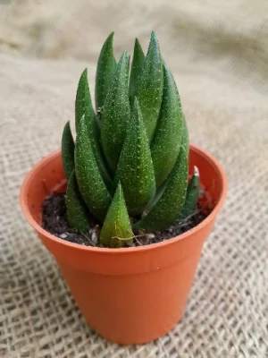 Haworthia