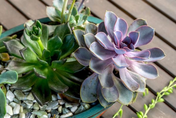 Best succulents to grow after monsoon