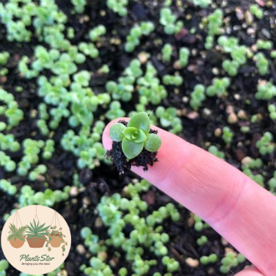 Succulent Pollination