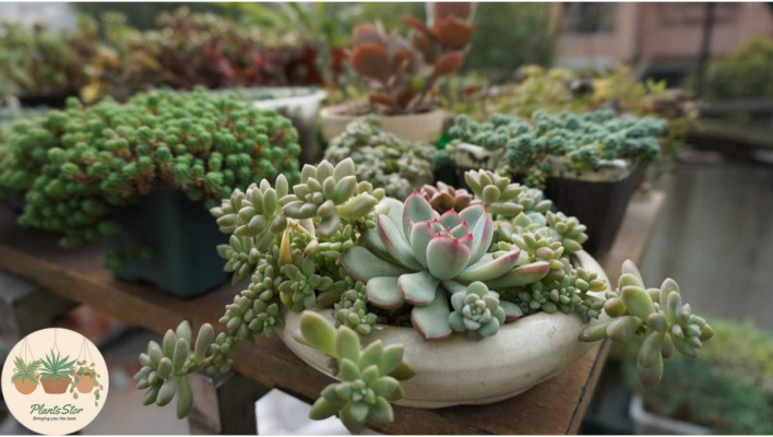 Succulent Pollination