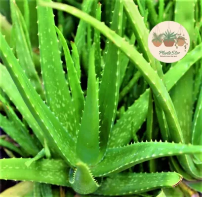 Aloe Vera Heat Resistant Succulent
