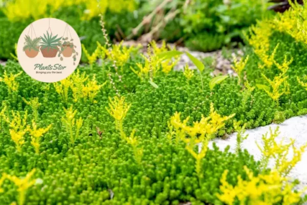 Best succulents to grow after monsoon